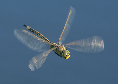 Hemianax papuensis